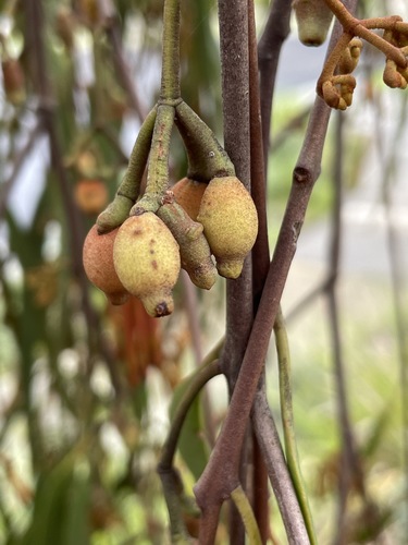 Amyema pendula