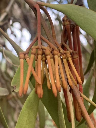 Amyema pendula