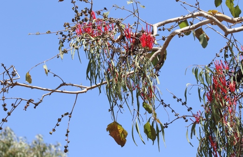 Amyema sanguinea