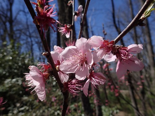 Amygdalus communis