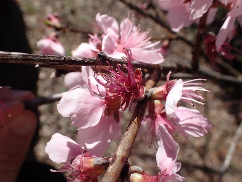 Amygdalus communis