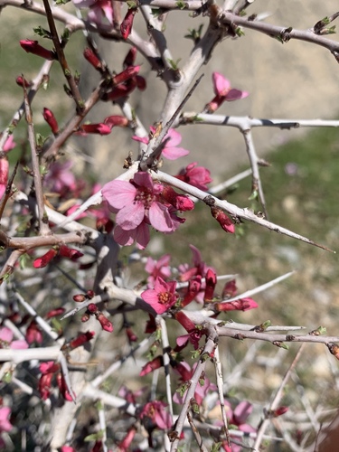 Amygdalus lycioides