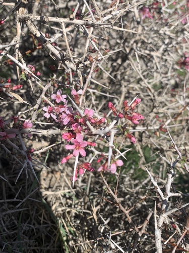 Amygdalus lycioides