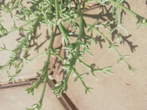 Anabasis setifera