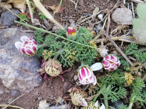 Anacyclus pyrethrum