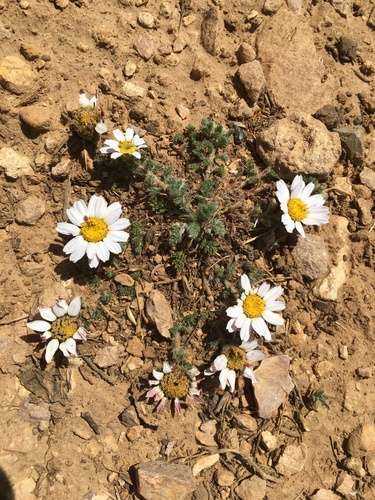 Anacyclus pyrethrum