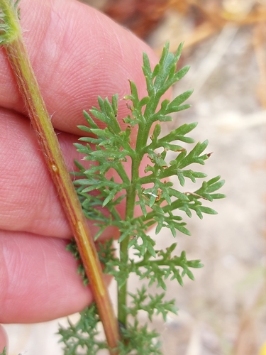 Anacyclus radiatus