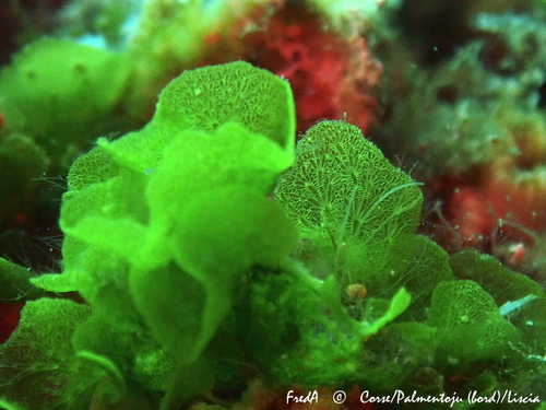 Anadyomene stellata