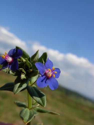 Anagallis arvensis
