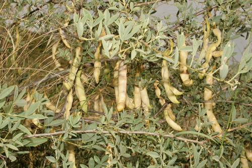 Anagyris foetida