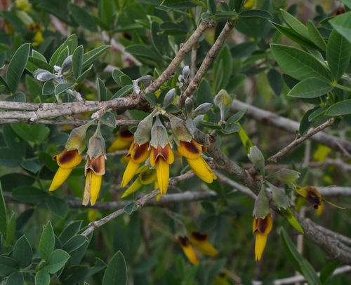 Anagyris foetida