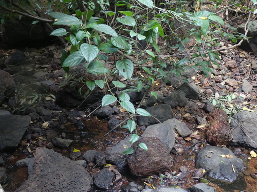 Anamirta cocculus