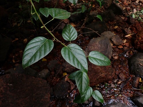 Anamirta cocculus