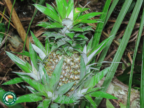 Bromeliaceae