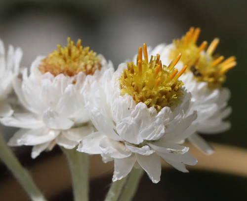 Anaphalis margaritacea