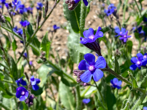 Anchusa azurea