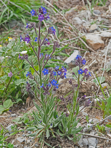 Anchusa azurea
