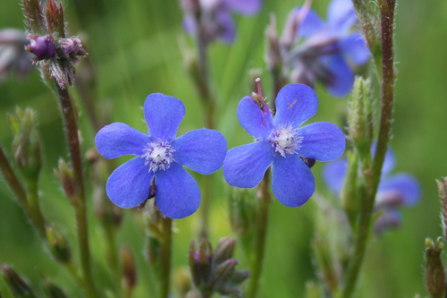 Anchusa azurea