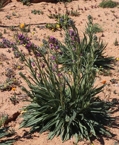Anchusa capensis