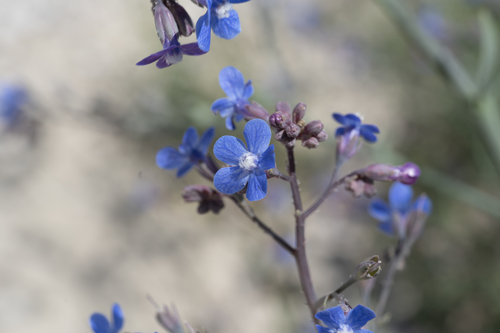 Anchusa strigosa