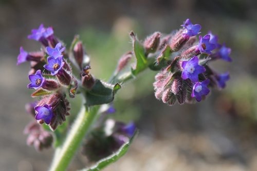 Anchusa undulata