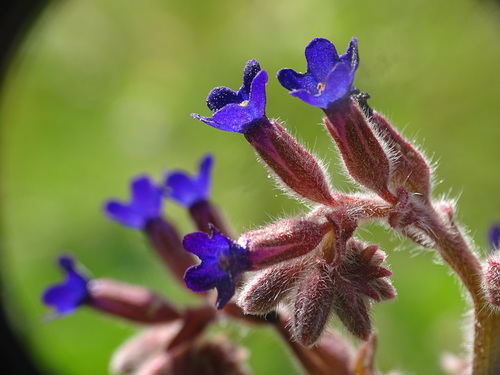 Anchusa undulata