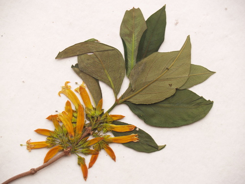 Ancylanthos rubiginosus