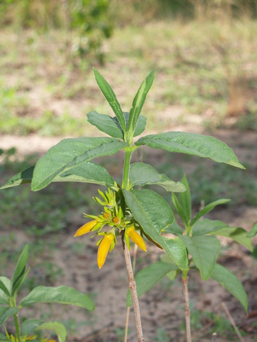 Ancylanthos rubiginosus
