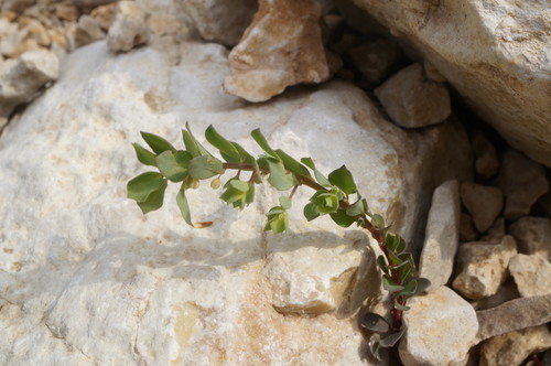 Andrachne telephioides