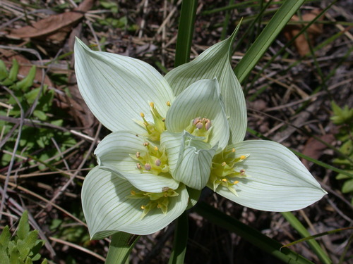 Androcymbium striatum