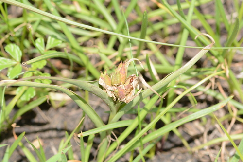 Androcymbium striatum