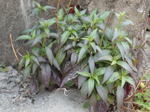Andrographis paniculata