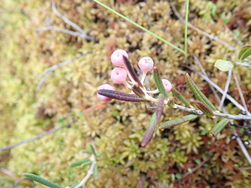 Andromeda glaucophylla
