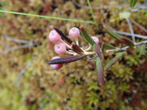 Andromeda glaucophylla