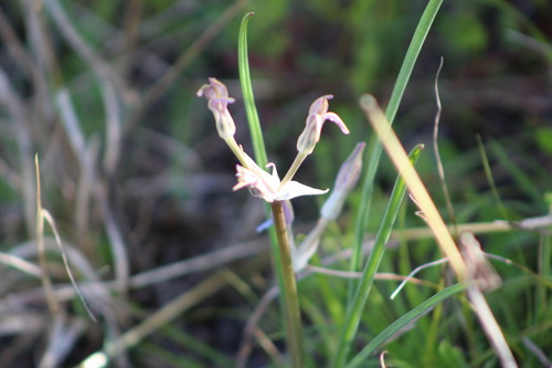 Androstephium caeruleum