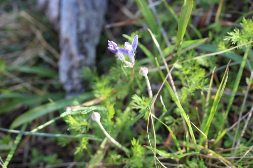 Androstephium caeruleum