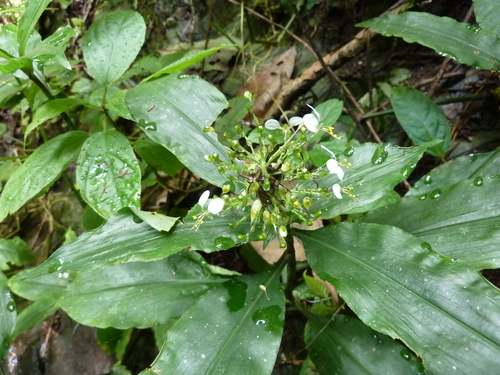 Aneilema beniniense