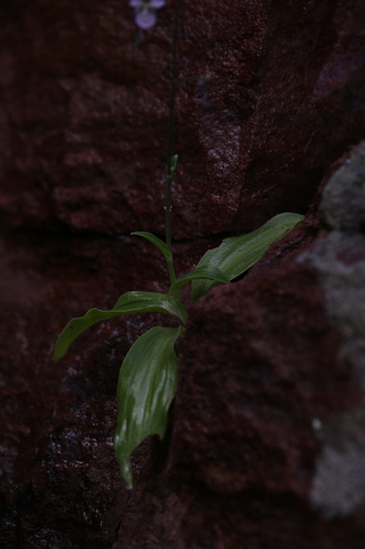 Aneilema siliculosum