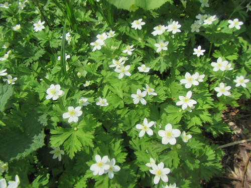 Anemone flaccida