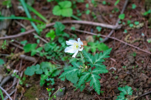 Anemone nikoensis