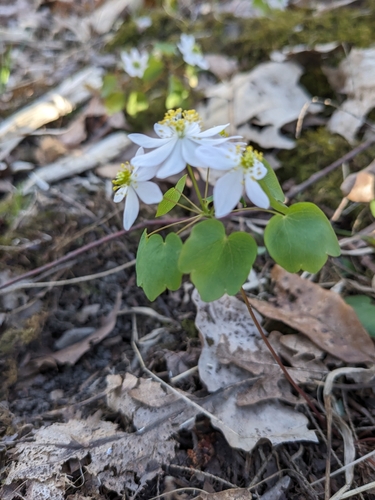 Anemonella thalictroides