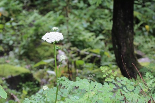 Angelica glauca
