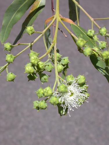 Angophora floribunda
