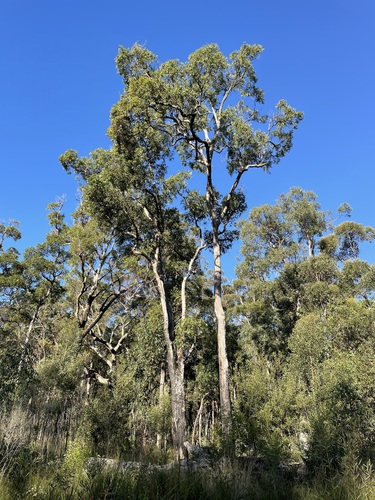 Angophora floribunda