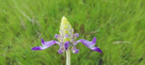 Anisochilus carnosus