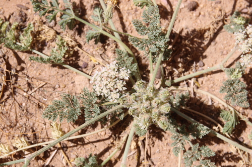 Anisosciadium lanatum
