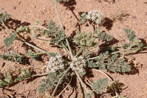 Anisosciadium lanatum