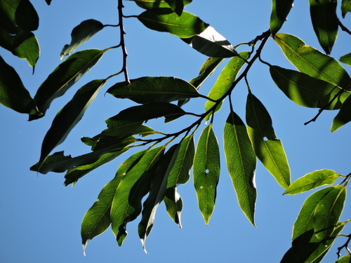 Annona cacans