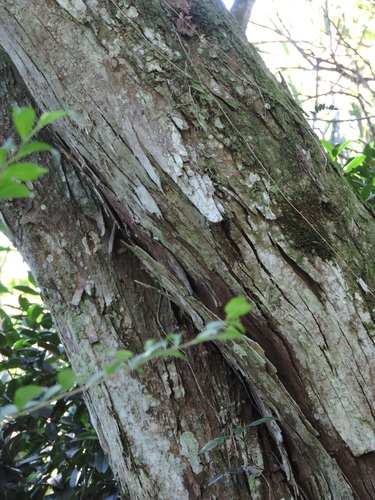 Annona cacans