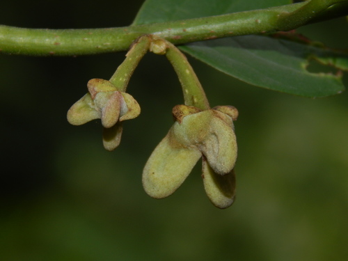Annona edulis